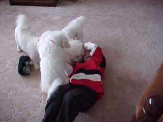 Summer Knight Kennels | Bichon Frise Breeder | Bichon Frise Puppies