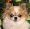 chihuahua puppies for sale | chihuahua breeder | chihuahua puppies | chihuahua kennels