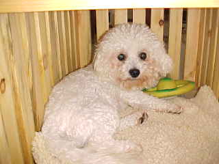 Summer Knight Kennels | Bichon Frise Breeder | Bichon Frise Puppies