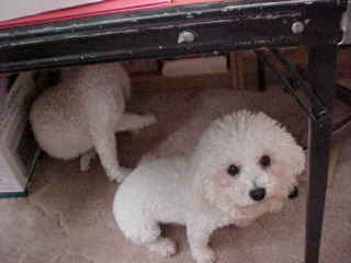 Summer Knight Kennels | Bichon Frise Breeder | Bichon Frise Puppies