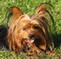 yorkie | yorkie breeders | yorkie puppies for sale | yorkshire terrier babies