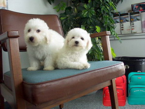 bichon frise breeder | bichon breeder | bichon puppies | bichon frise puppies| summer knight kennels