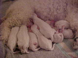 bichon frise breeder | bichon breeder | bichon puppies | bichon frise puppies| summer knight kennels