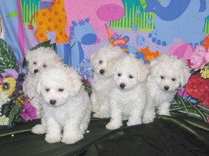 bichon frise breeder | bichon breeder | bichon puppies | bichon frise puppies| summer knight kennels