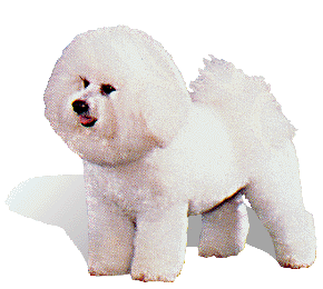 bishon frise puppies | bichon frise breeders | bichon puppies for sale | bichon frise | bichon puppies