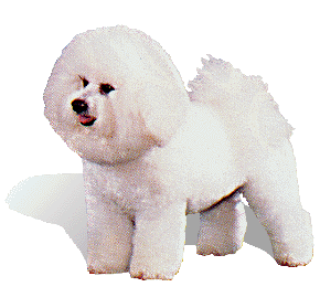 bishon frise breeder | bichon babies | bichon puppies | bichon frise puppies | bichons for sale