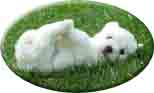 bichon frise breeder | bichon breeder | bichon puppies | bichon frise puppies| summer knight kennels