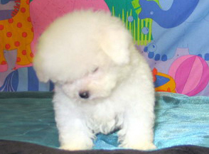 bichon frise breeder | bichon breeder | bichon puppies | bichon frise puppies| summer knight kennels