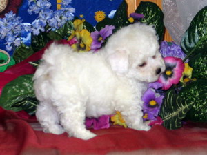 bichon frise breeder | bichon breeder | bichon puppies | bichon frise puppies | summer knight kennels