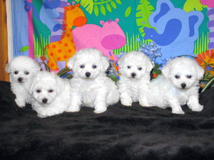 bichon frise breeder | bichon breeder | bichon puppies | bichon frise puppies | summer knight kennels