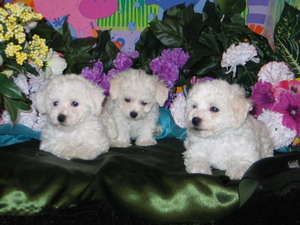 bichon frise breeder | bichon breeder | bichon puppies | bichon frise puppies| summer knight kennels