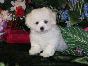 bichon frise breeder | bichon breeder | bichon puppies | bichon frise puppies| summer knight kennels